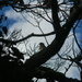 Bluebird in Tree