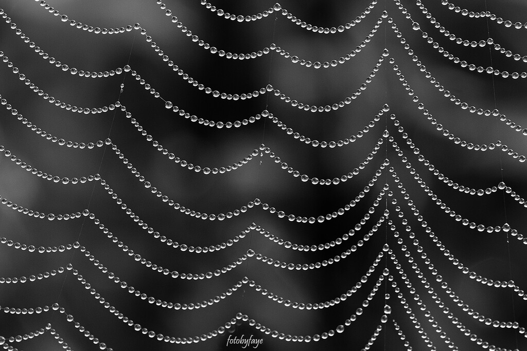 Web in B&W by fayefaye