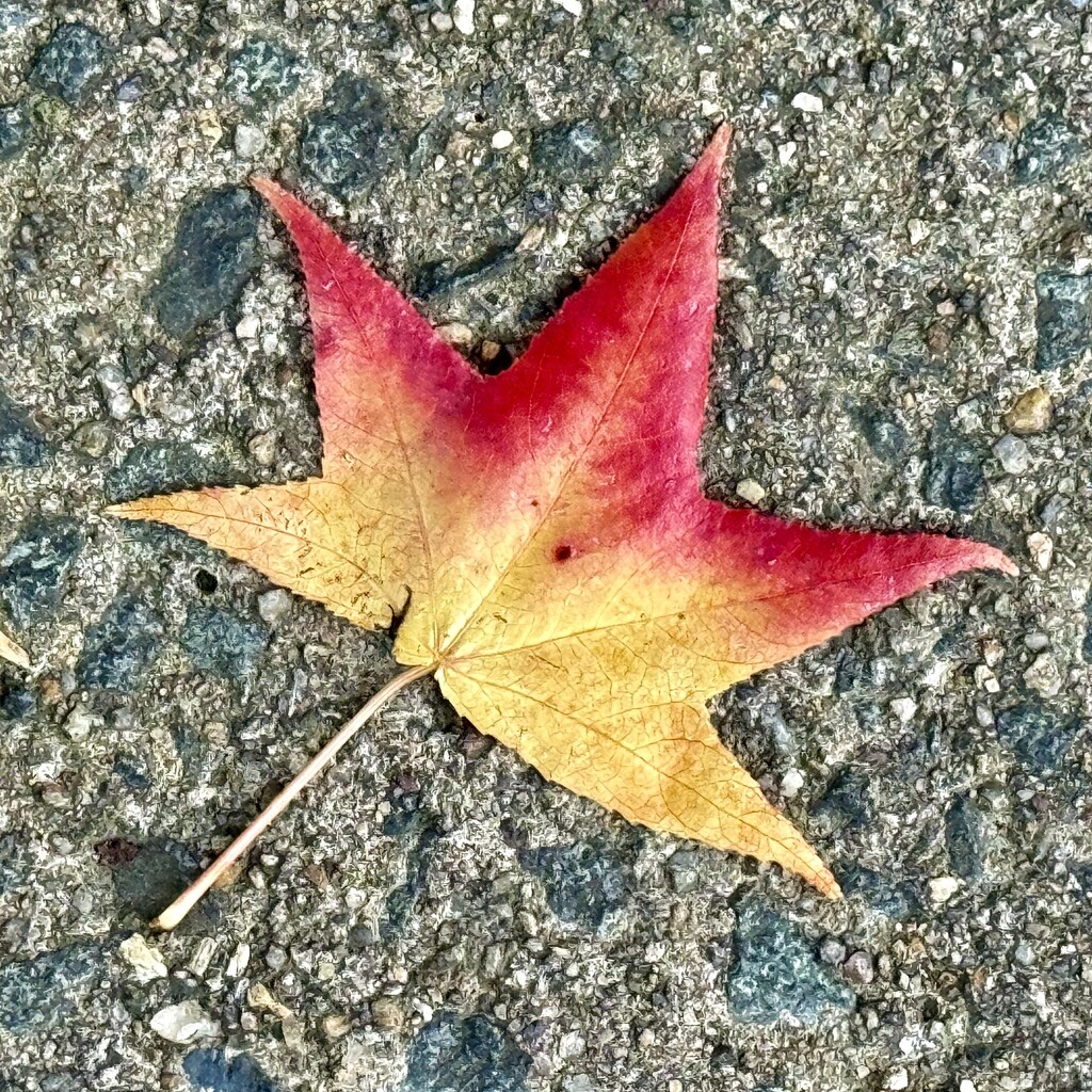 Early fall color by jbritt