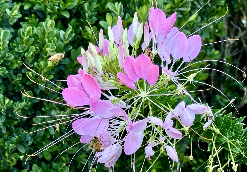 Bees on flower by jbritt