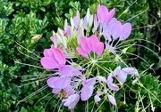 20th Sep 2024 - Bees on flower