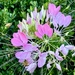 Bees on flower