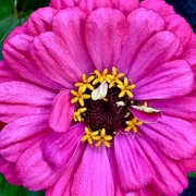 19th Sep 2024 - Early dew on Dahlia