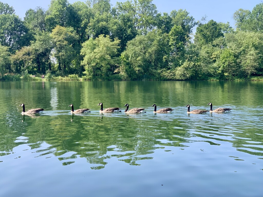 Geese on Lake Artemesia by jbritt