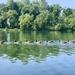 Geese on Lake Artemesia