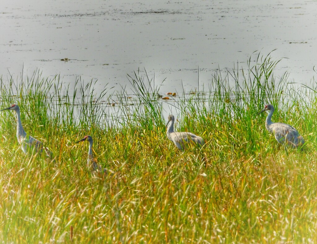 4cranes by amyk