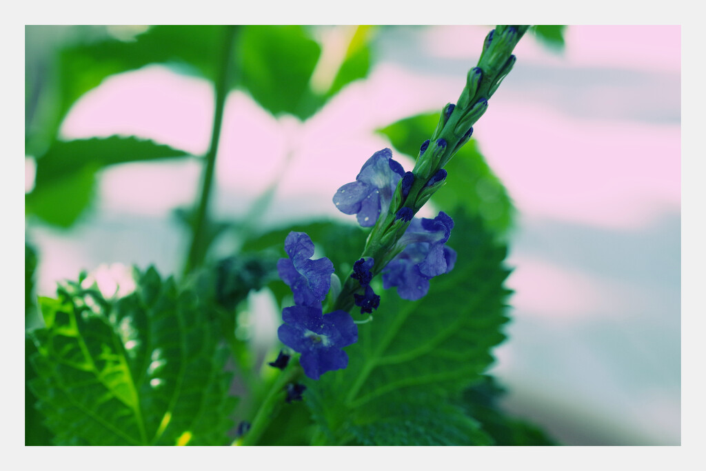 Blue porterweed  by eudora