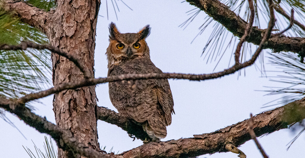 Great Horned Owl! by rickster549