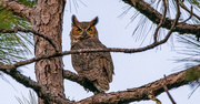 20th Sep 2024 - Great Horned Owl!