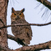 Great Horned Owl!