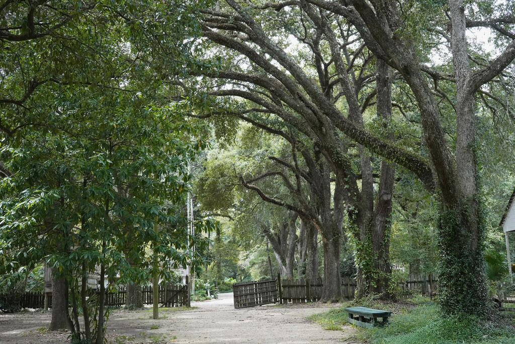 LSU Rural Life Museum by eudora