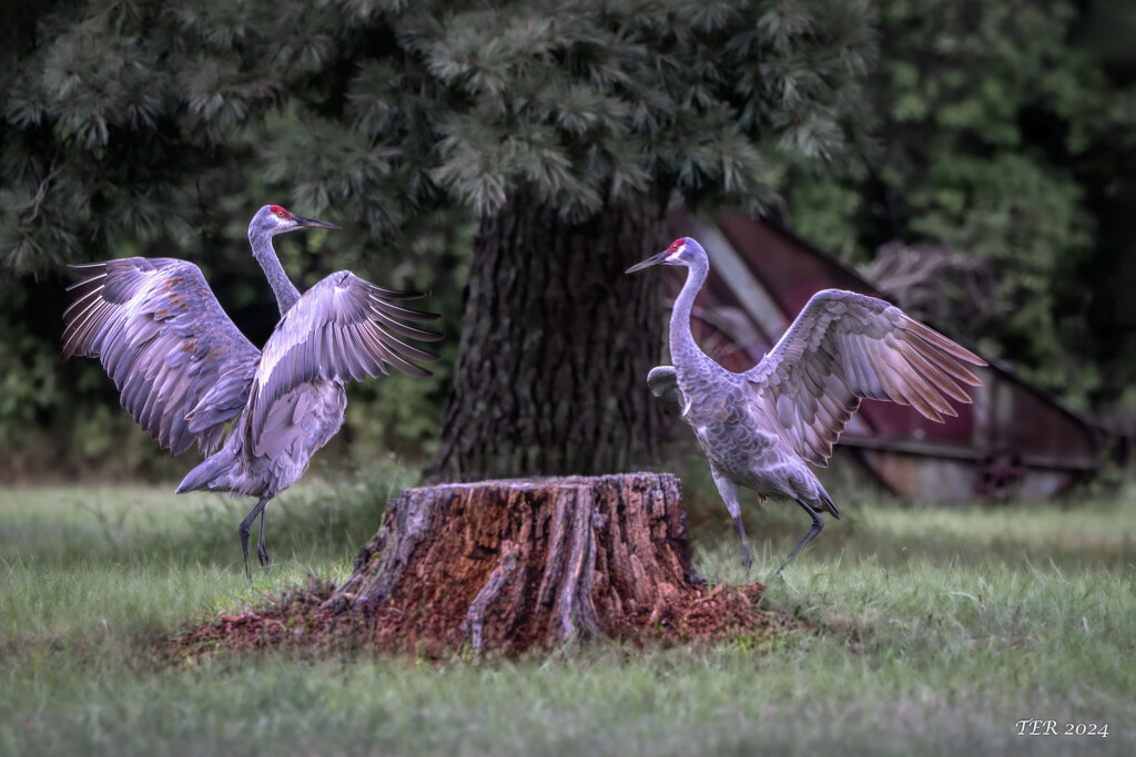 Dancing Cranes by taffy