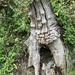 Lovely old tree