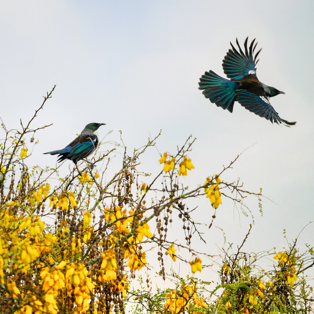 Tui's Enjoying the Kowai Blossom by yorkshirekiwi