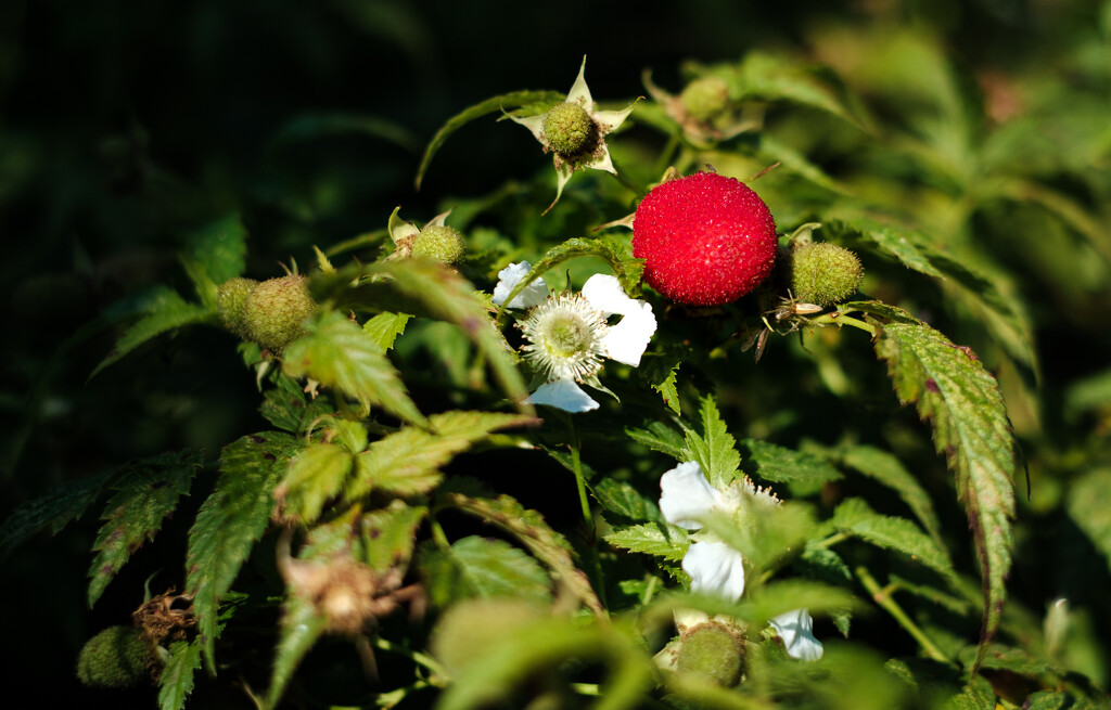 Wild Raspberry by peterhamilton