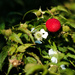 Wild Raspberry