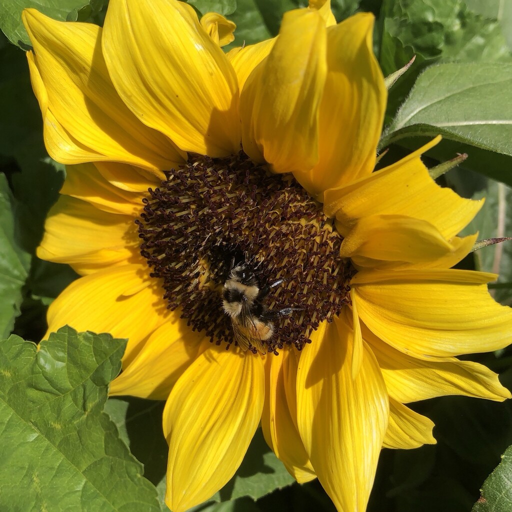 Bee on Sunflower  by dailypix