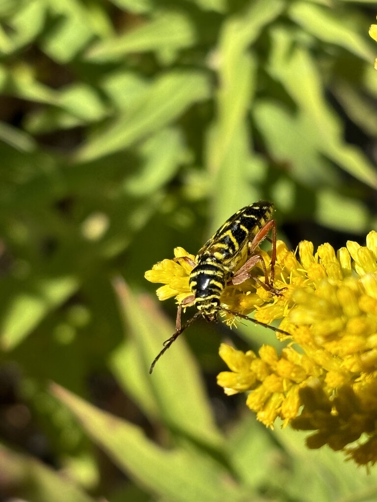 Locust borer by pirish