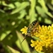 Locust borer