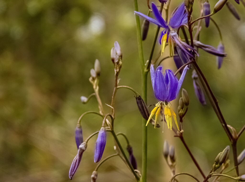 Dianella by koalagardens