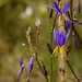 Dianella