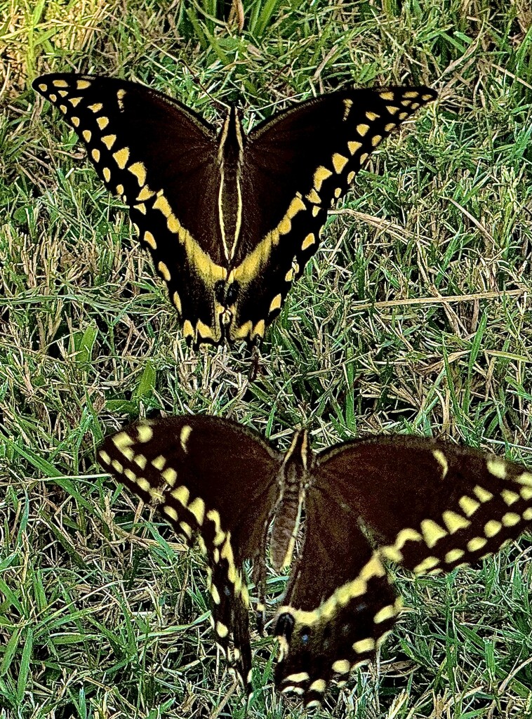 Giant swallowtail butterflies by congaree