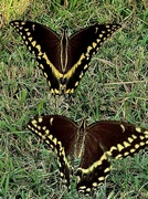 18th Sep 2024 - Giant swallowtail butterflies