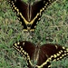 Giant swallowtail butterflies