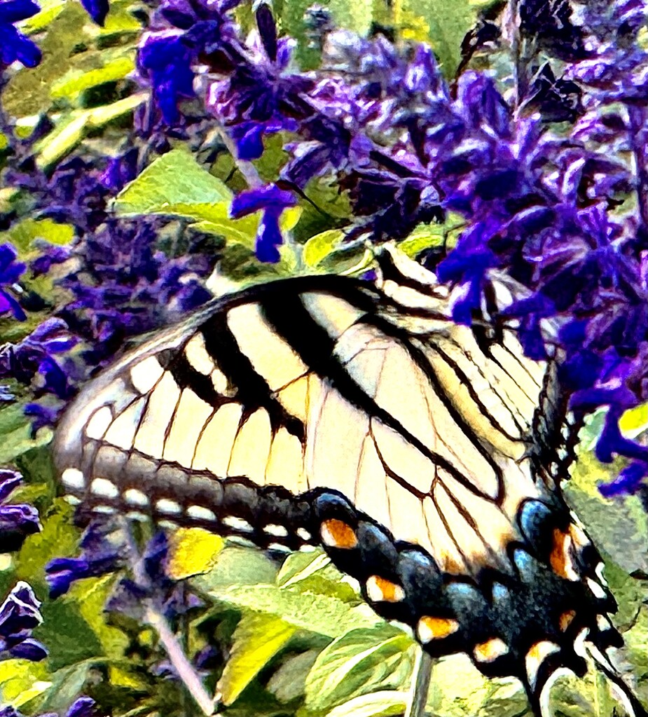 Tiger swallowtail butterfly by congaree