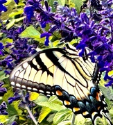 18th Sep 2024 - Tiger swallowtail butterfly