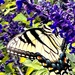 Tiger swallowtail butterfly