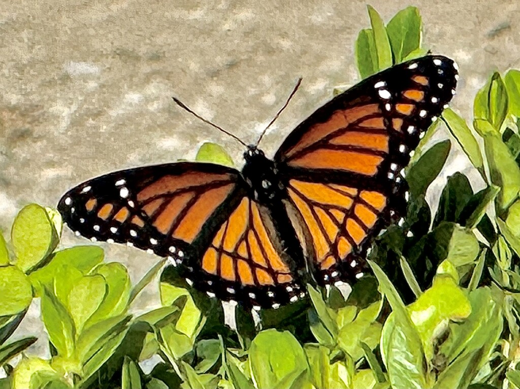 Monarch butterfly by congaree