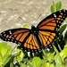 Monarch butterfly