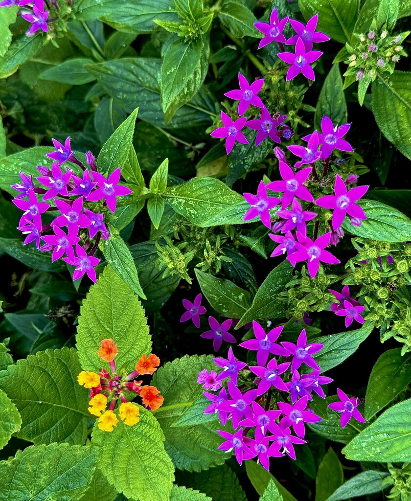 Egyptian starcluster by congaree