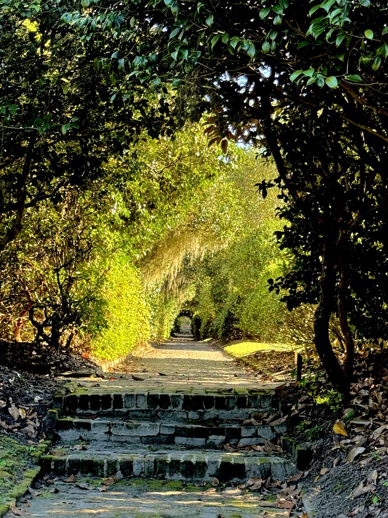 Portal 2, Middleton Place, Charleston by congaree