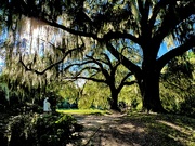 20th Sep 2024 - Middleton Place, Charleston 