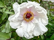 21st Sep 2024 - Its peony season!