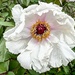 Its peony season!