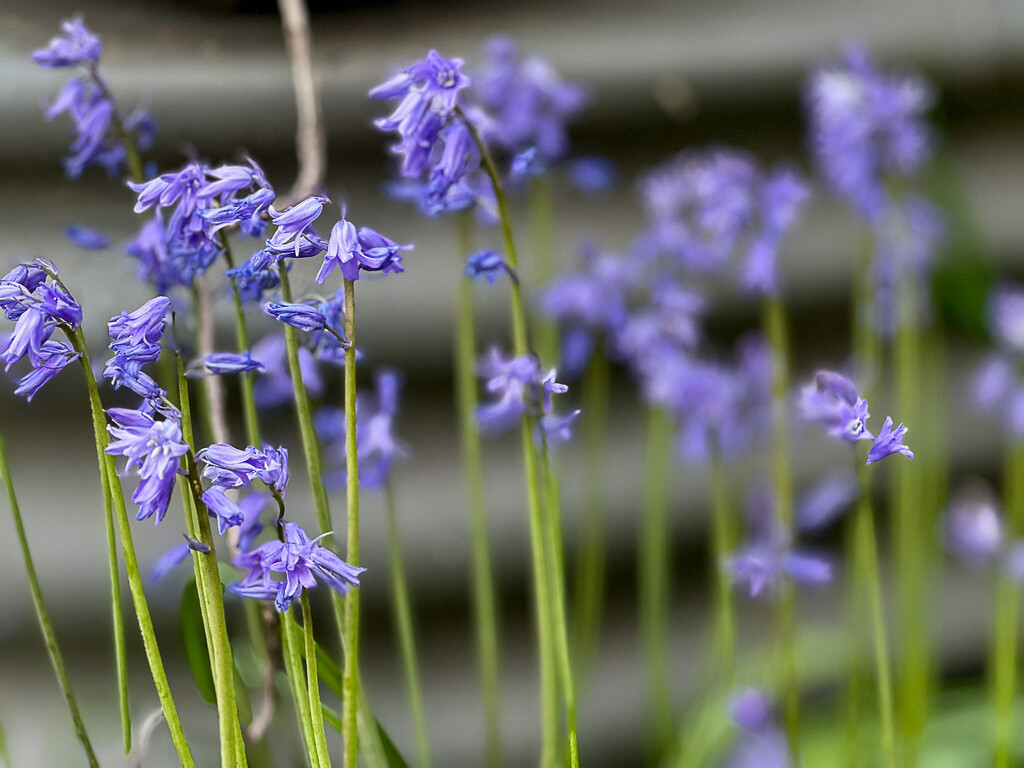 Blue bells by pusspup