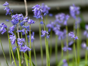 21st Sep 2024 - Blue bells