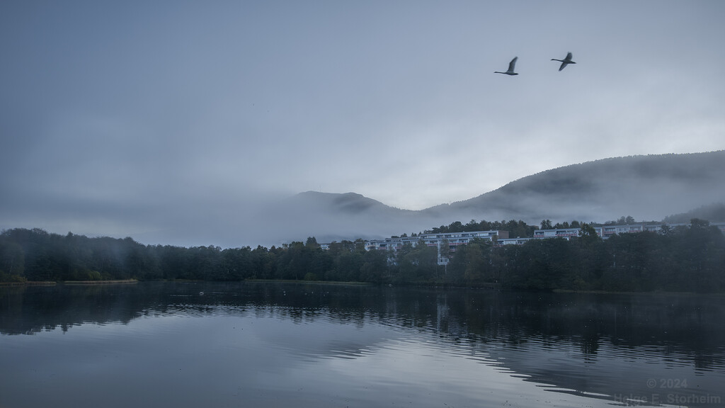 Swan fly-over :-) by helstor365