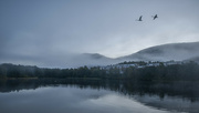 21st Sep 2024 - Swan fly-over :-)