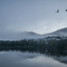 Swan fly-over :-)