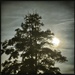 Moon and tree