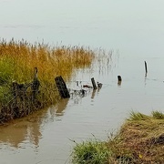 21st Sep 2024 - Fence in the river