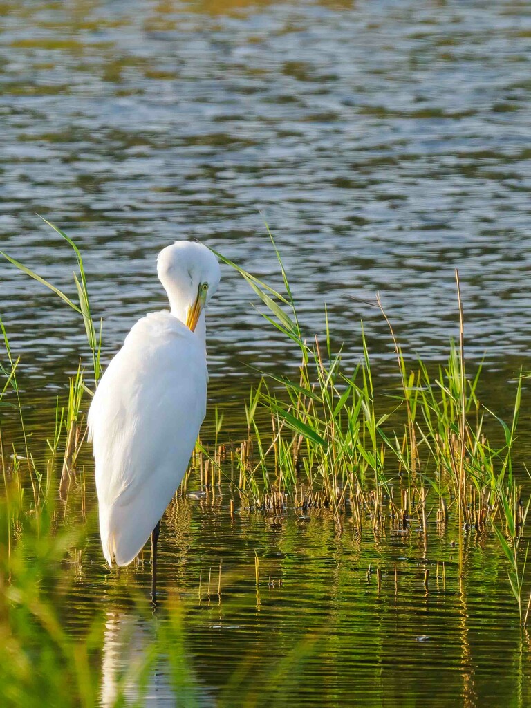 Great White Egret  by padlock