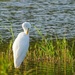 Great White Egret 