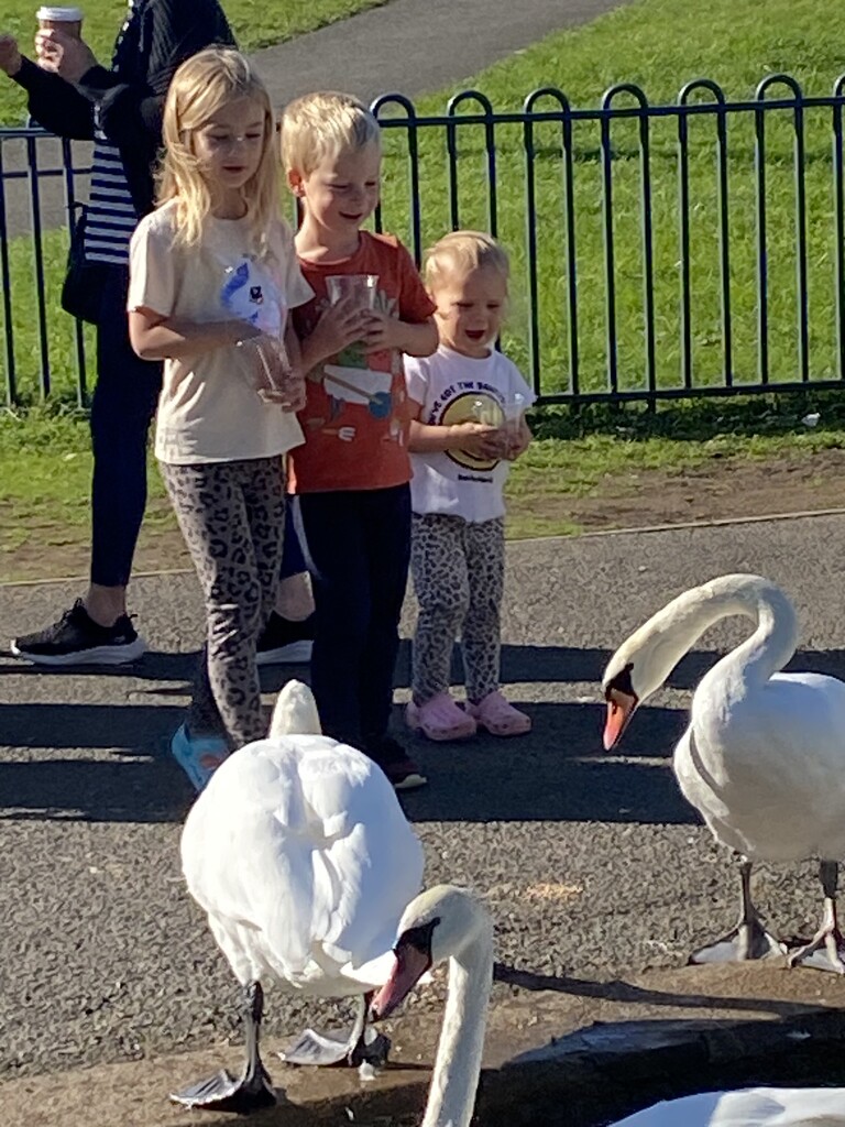 feeding the swans by cam365pix