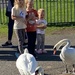 feeding the swans