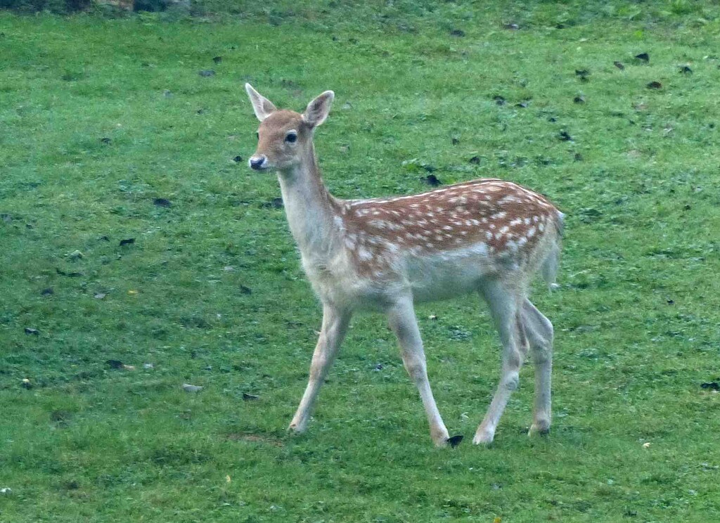 Fallow Deer Fawn by arkensiel